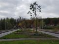 Siersteenlaan nieuwe bomen geplant