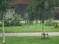 Bomen gekapt Dolomietstraat 29 08 2020